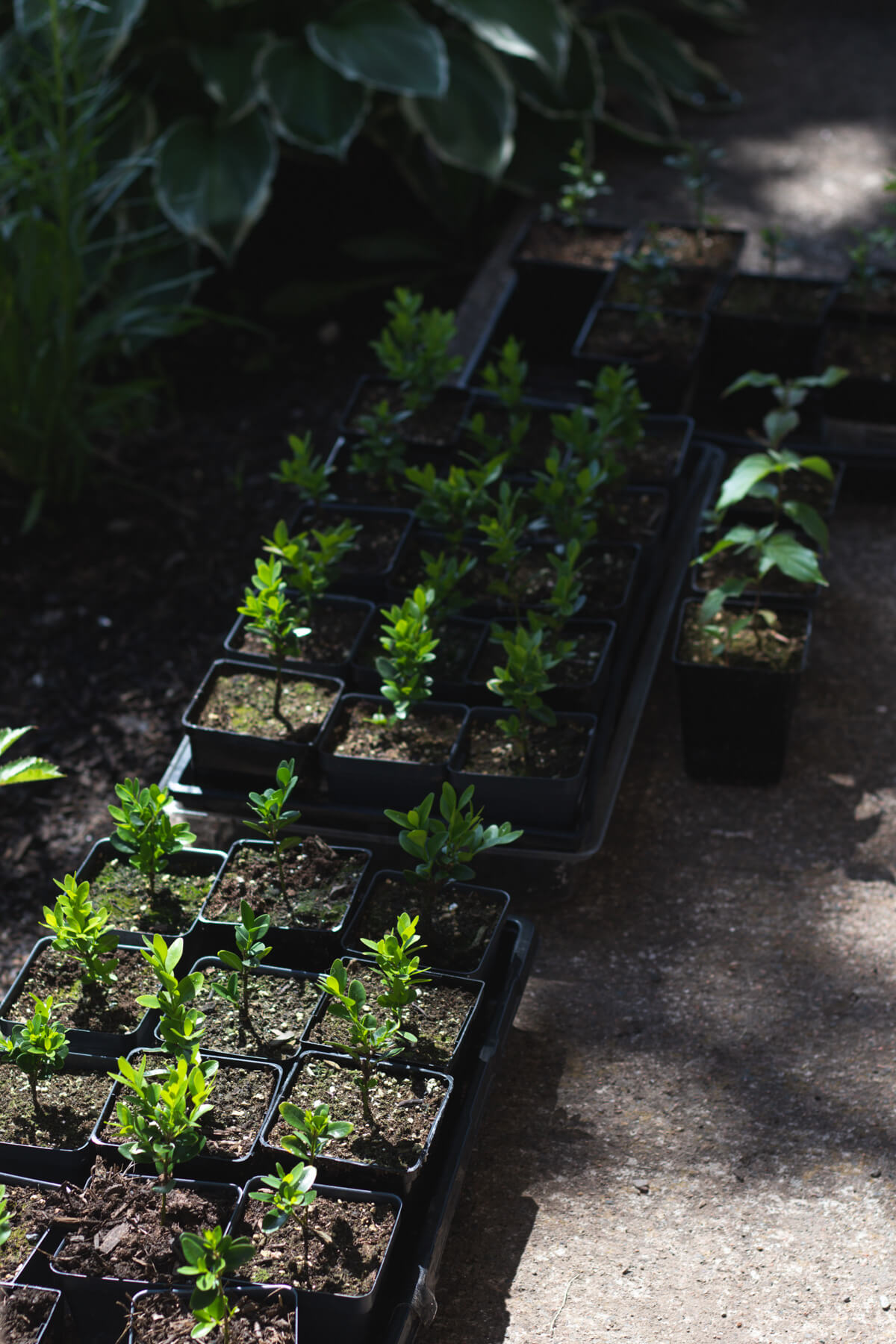 Propagating Boxwood from Cuttings The Maker Makes